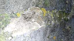 acastle 105565.jpg